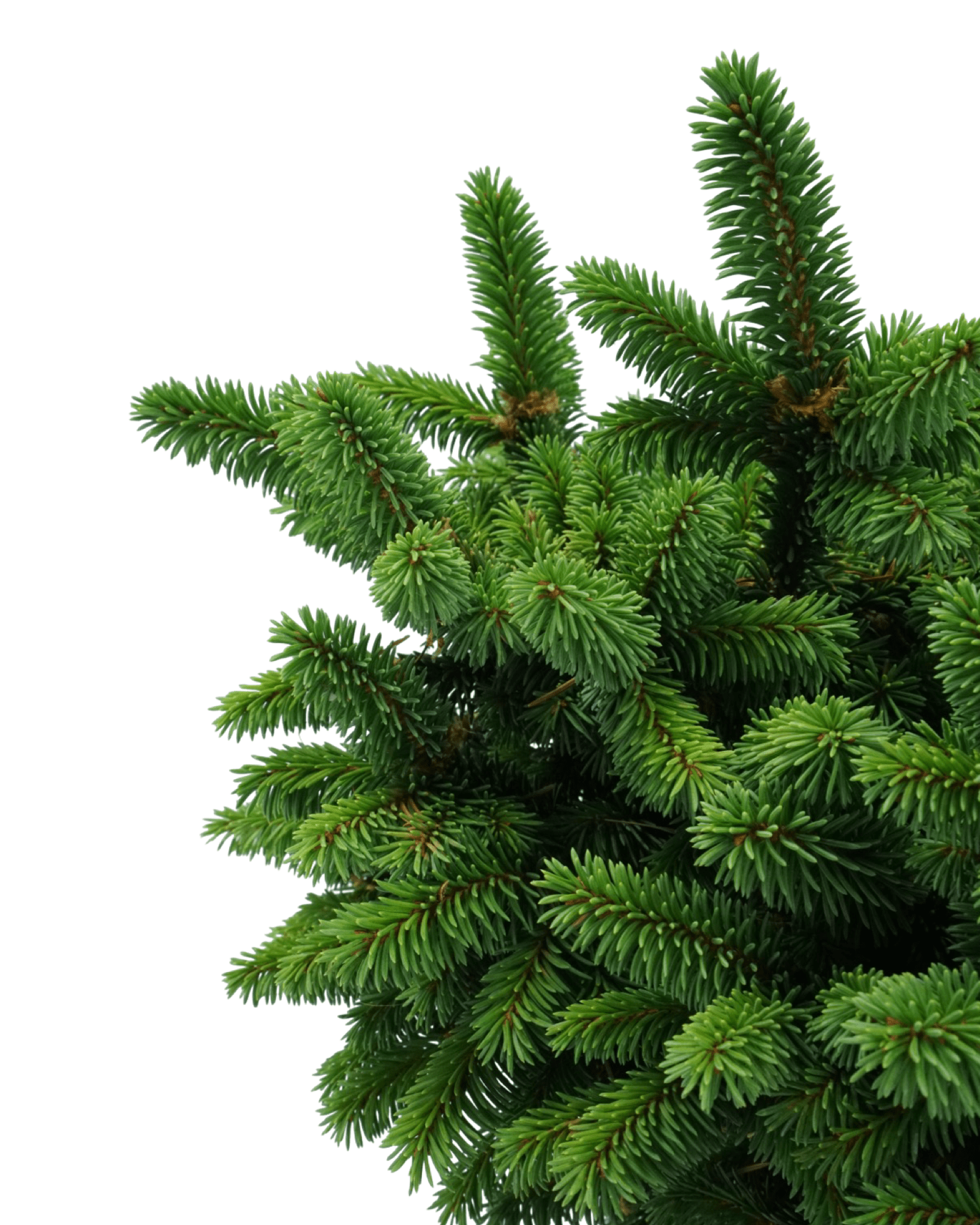 Picea abies 'Motala' - The Garden Corner