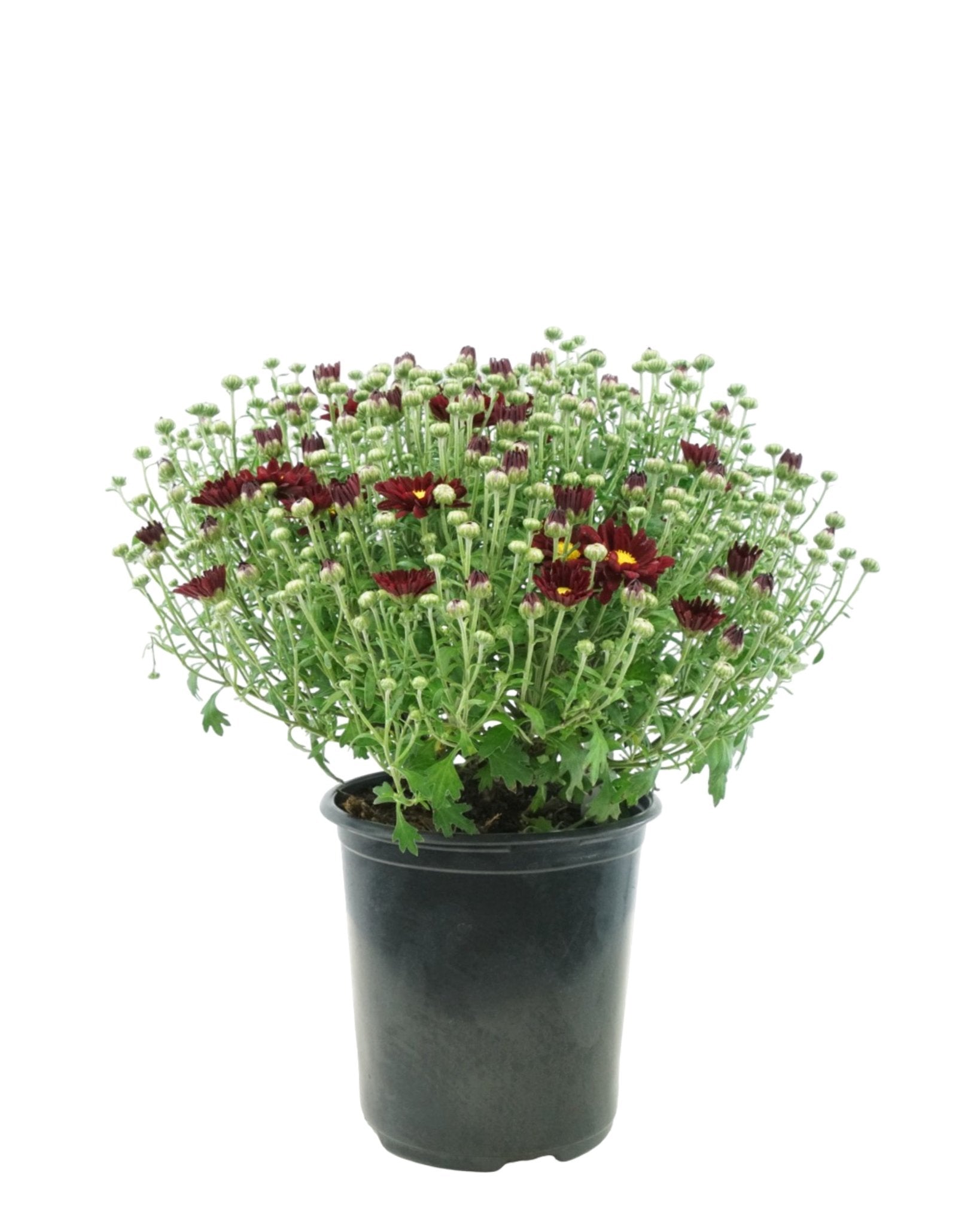 Chrysanthemum 'Bonnie Red' - The Garden Corner