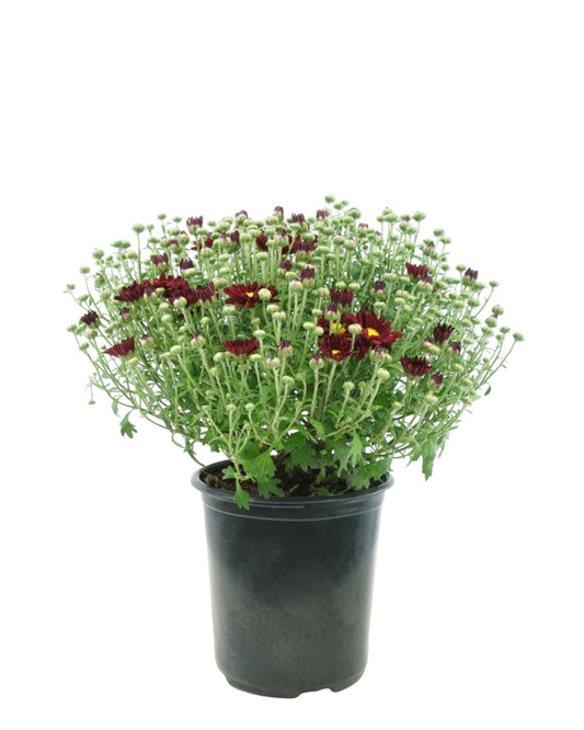 Chrysanthemum 'Bonnie Red' - The Garden Corner