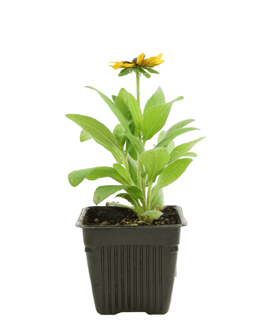 Rudbeckia 'Toto' Mix - The Garden Corner