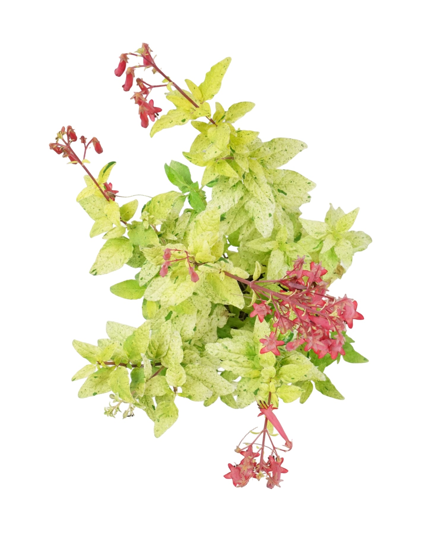 Phygelius 'Lemon Spritzer'