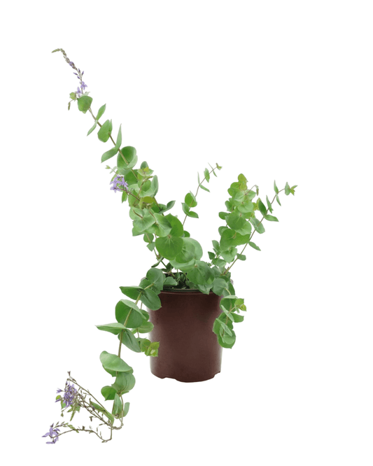 Parahebe perfoliata - The Garden Corner