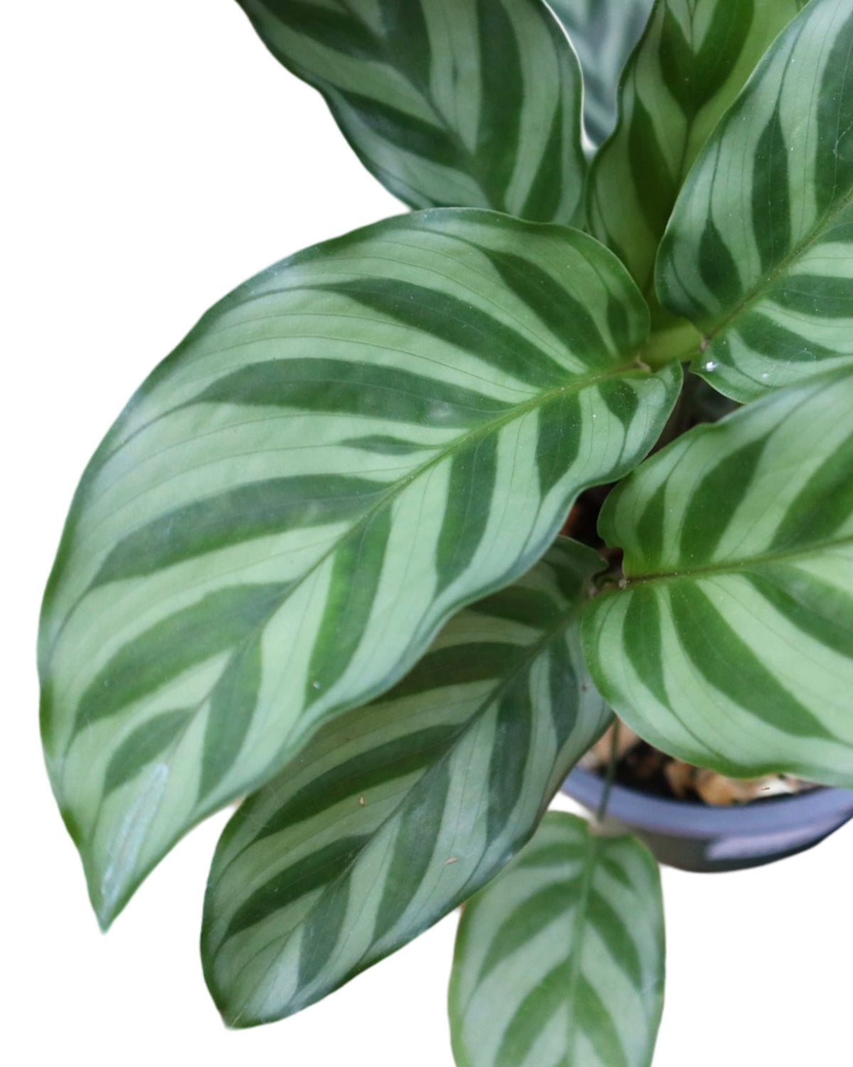 Calathea veitchiona - House Plants
