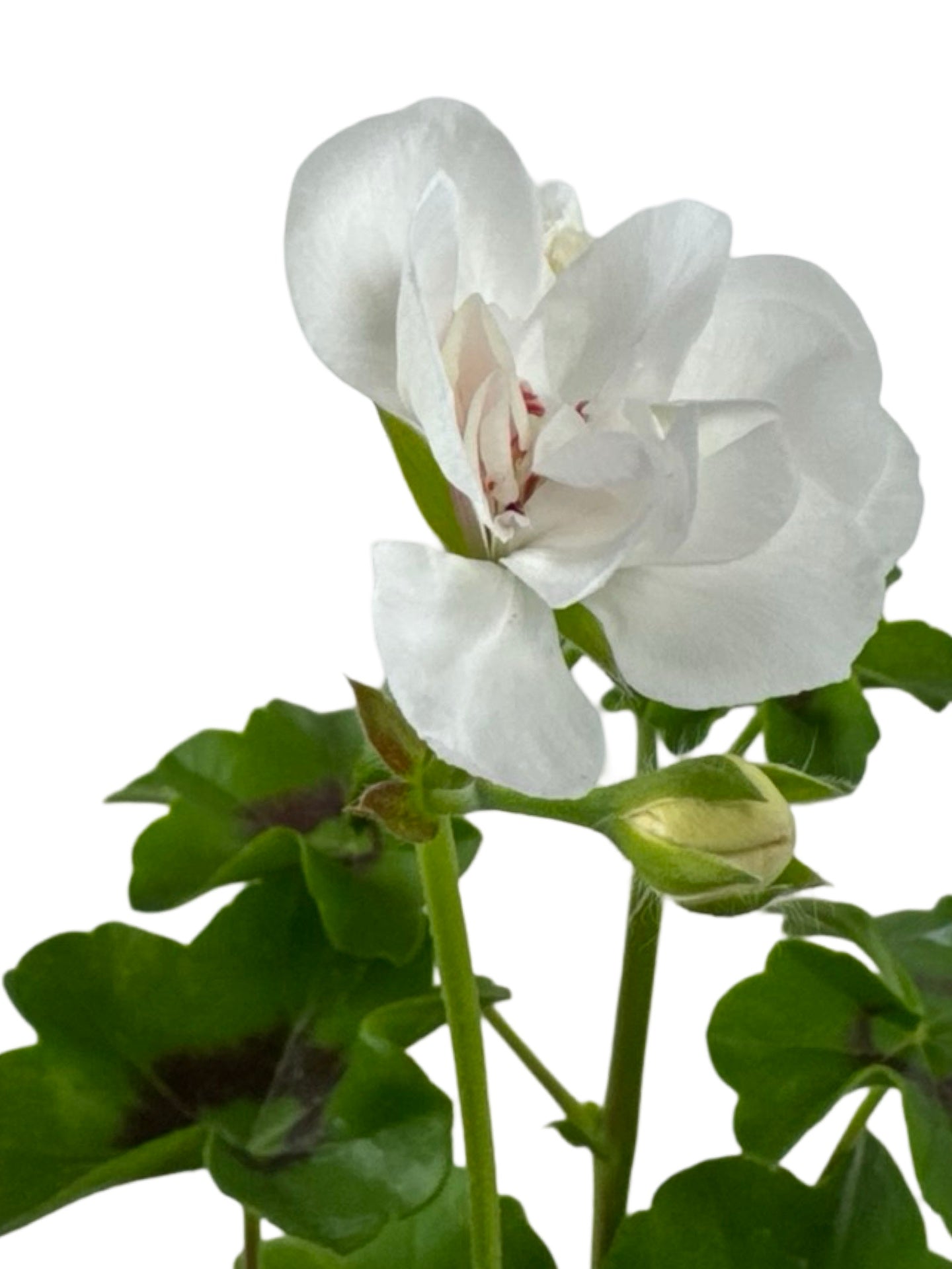 Ivy Geranium 'Ivy League White' - Annuals