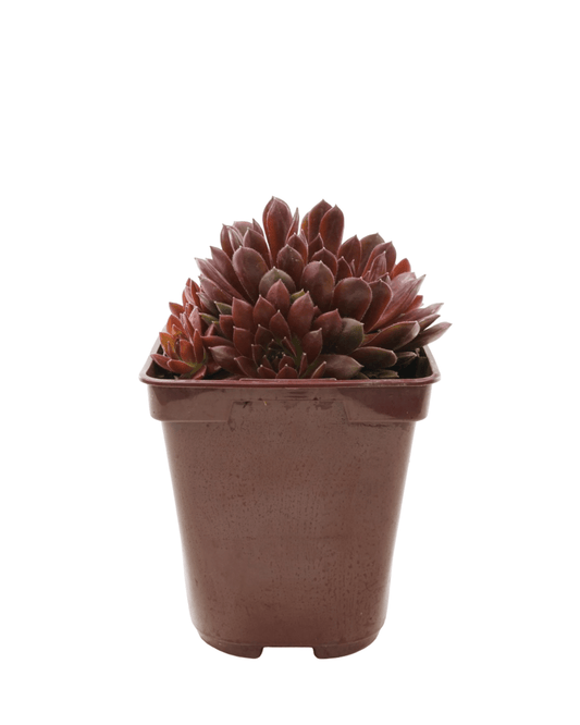 Sempervivum Colorockz® 'Coral Red' - The Garden Corner