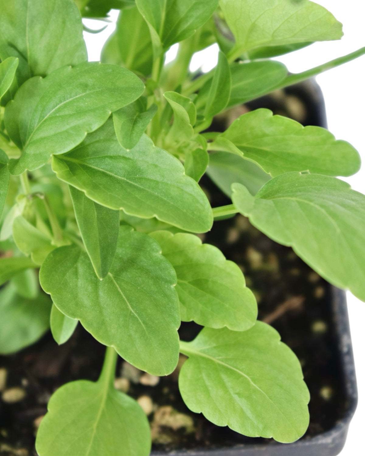 Viola - Seasonal Plant