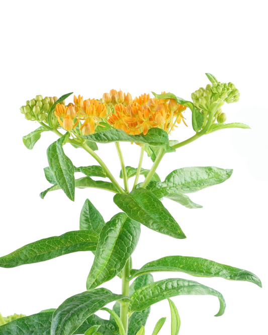 Asclepias tuberosa - Perennials
