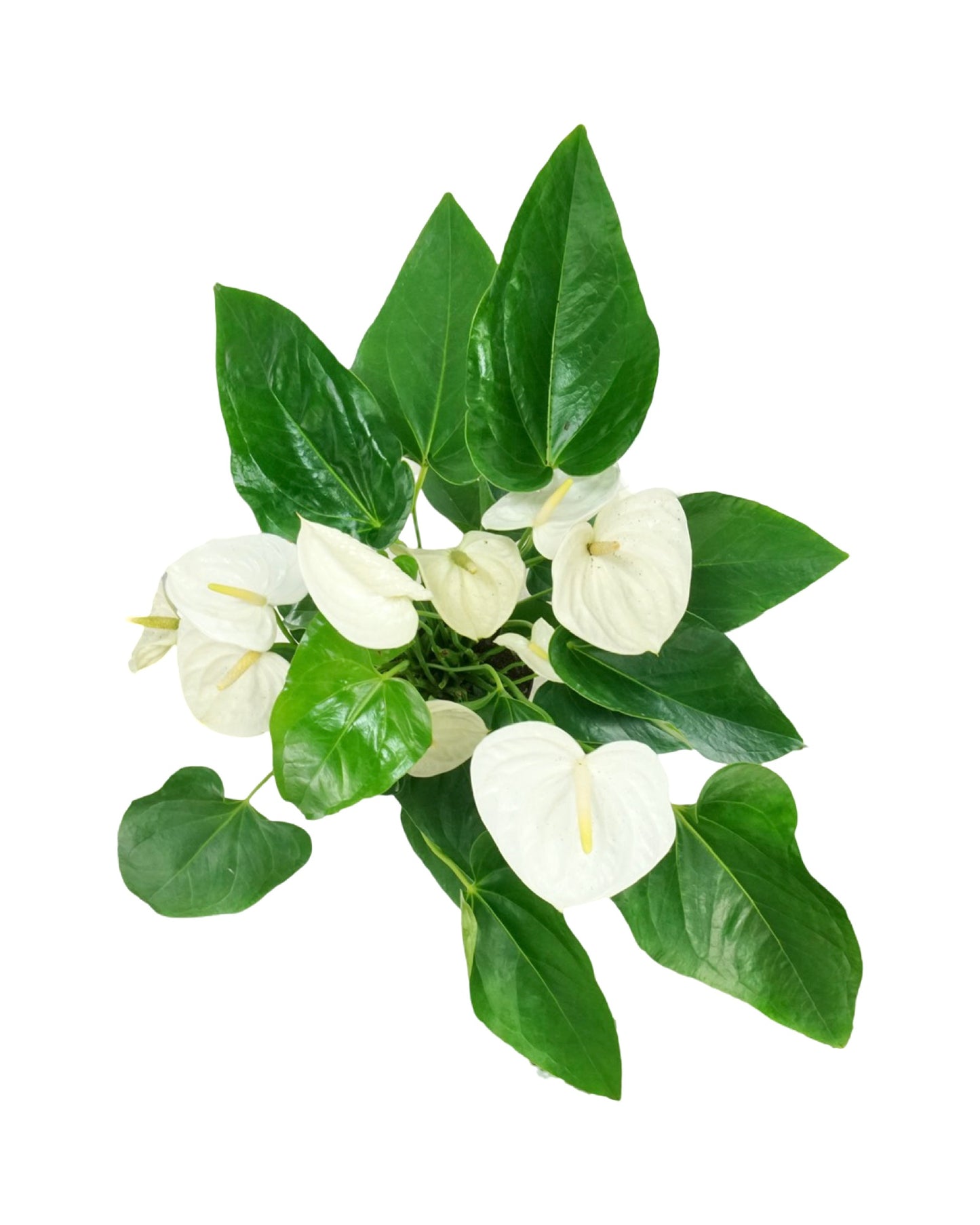 Anthurium andraeanum - The Garden Corner
