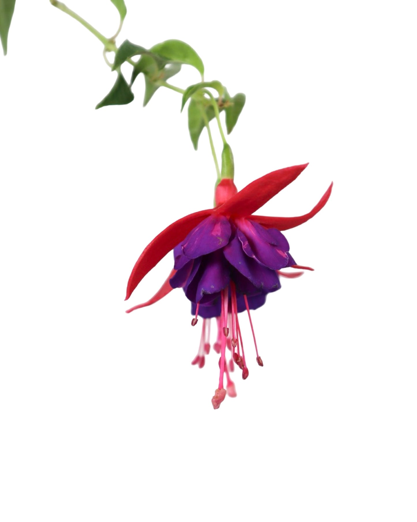 Fuchsia 'Army Nurse' - Perennials