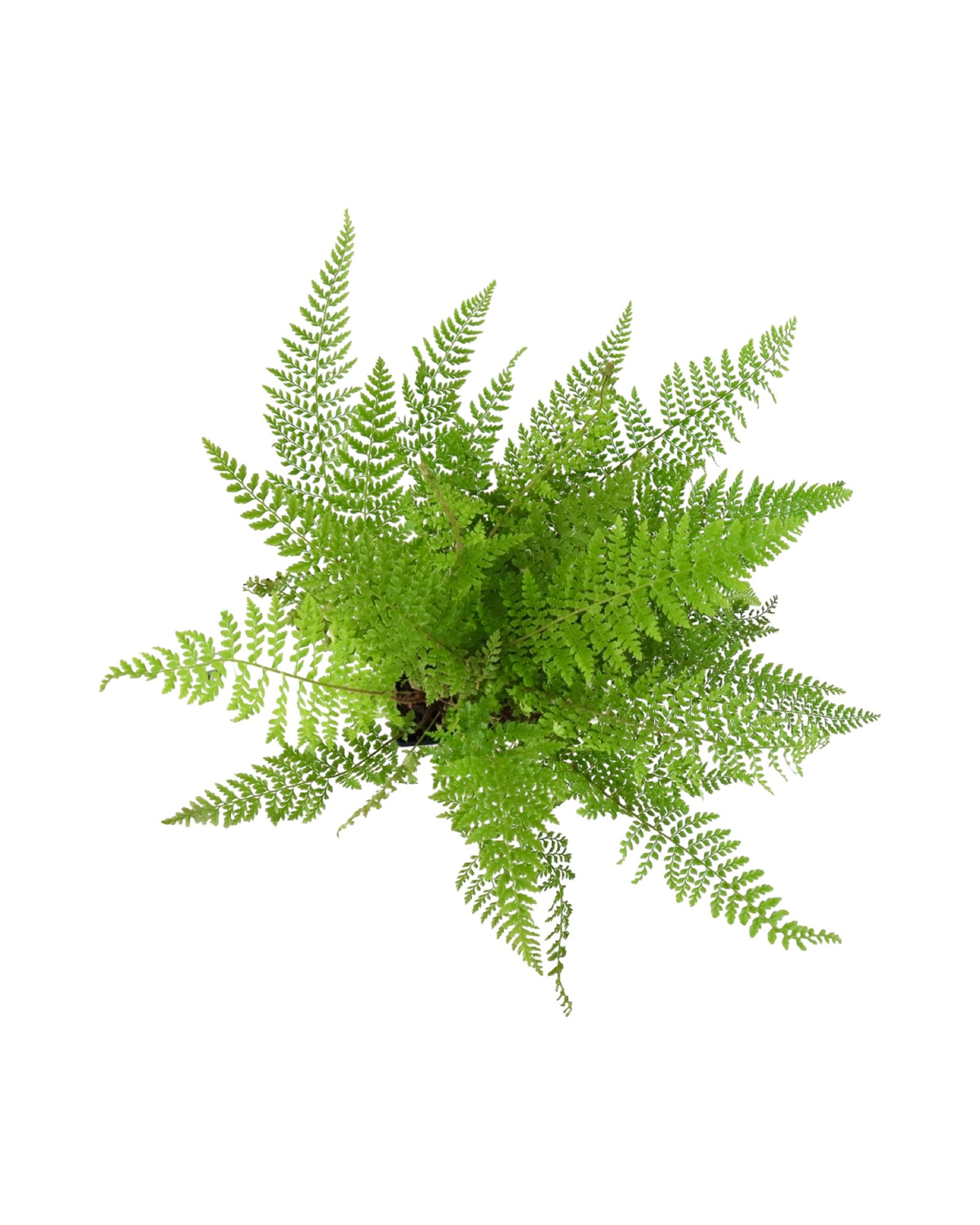 Polystichum setiferum 'Herrenhausen' - Perennials