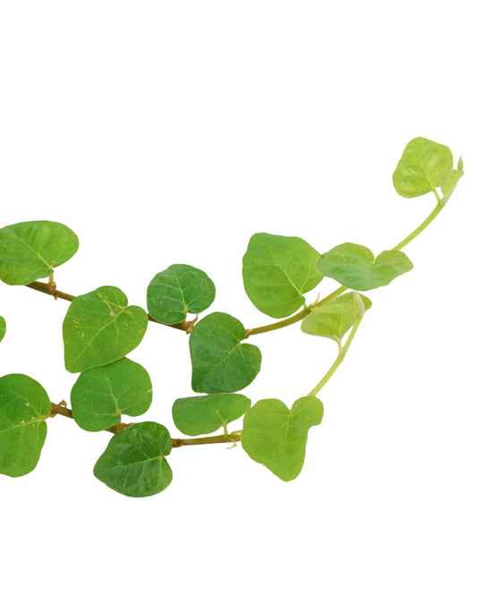 Ficus pumila - House Plants