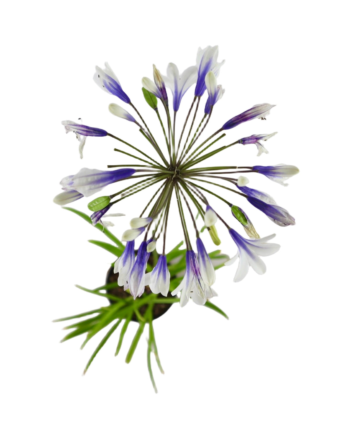 Agapanthus 'Twister' - Perennials