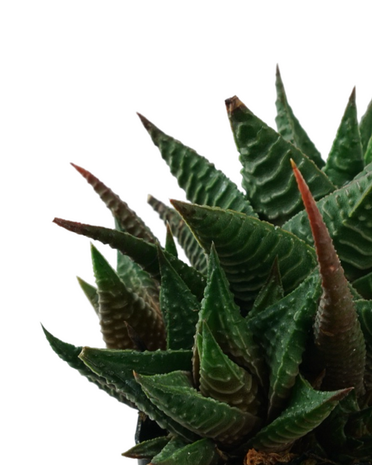 Haworthiopsis limifolia