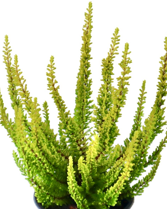 Calluna vulgaris 'Barcelona' - Shrubs