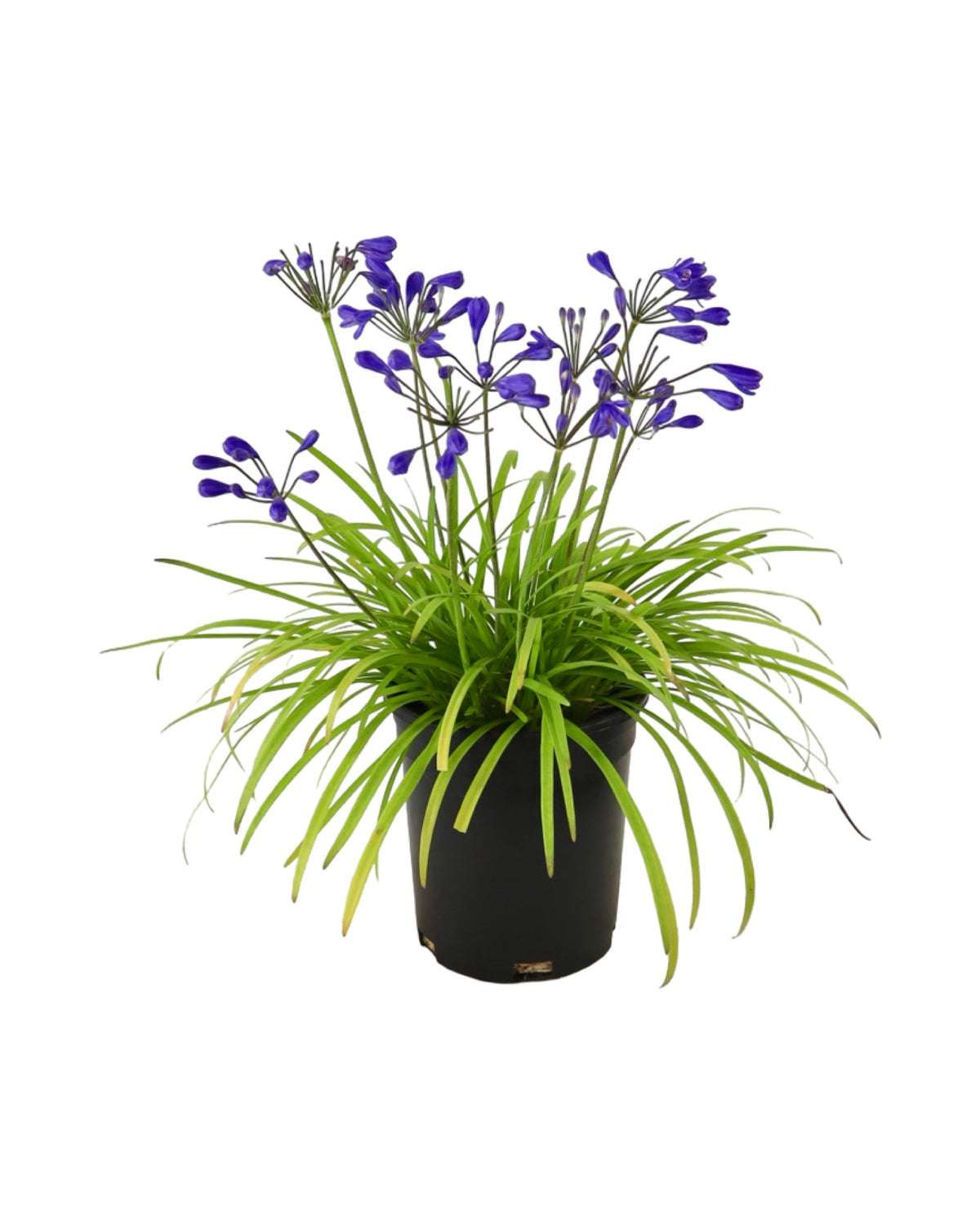 Agapanthus 'Brilliant Blue' - Perennials