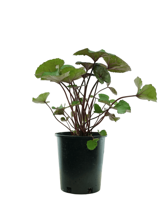 Ligularia dentata 'Othello' - The Garden Corner