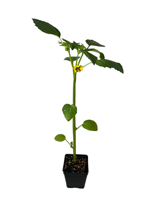 Tomatillo 'Mexican Strain' - Herbs and Vegetables