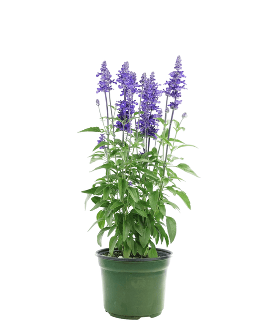 Salvia Sally fun™ 'Deep Ocean' - The Garden Corner