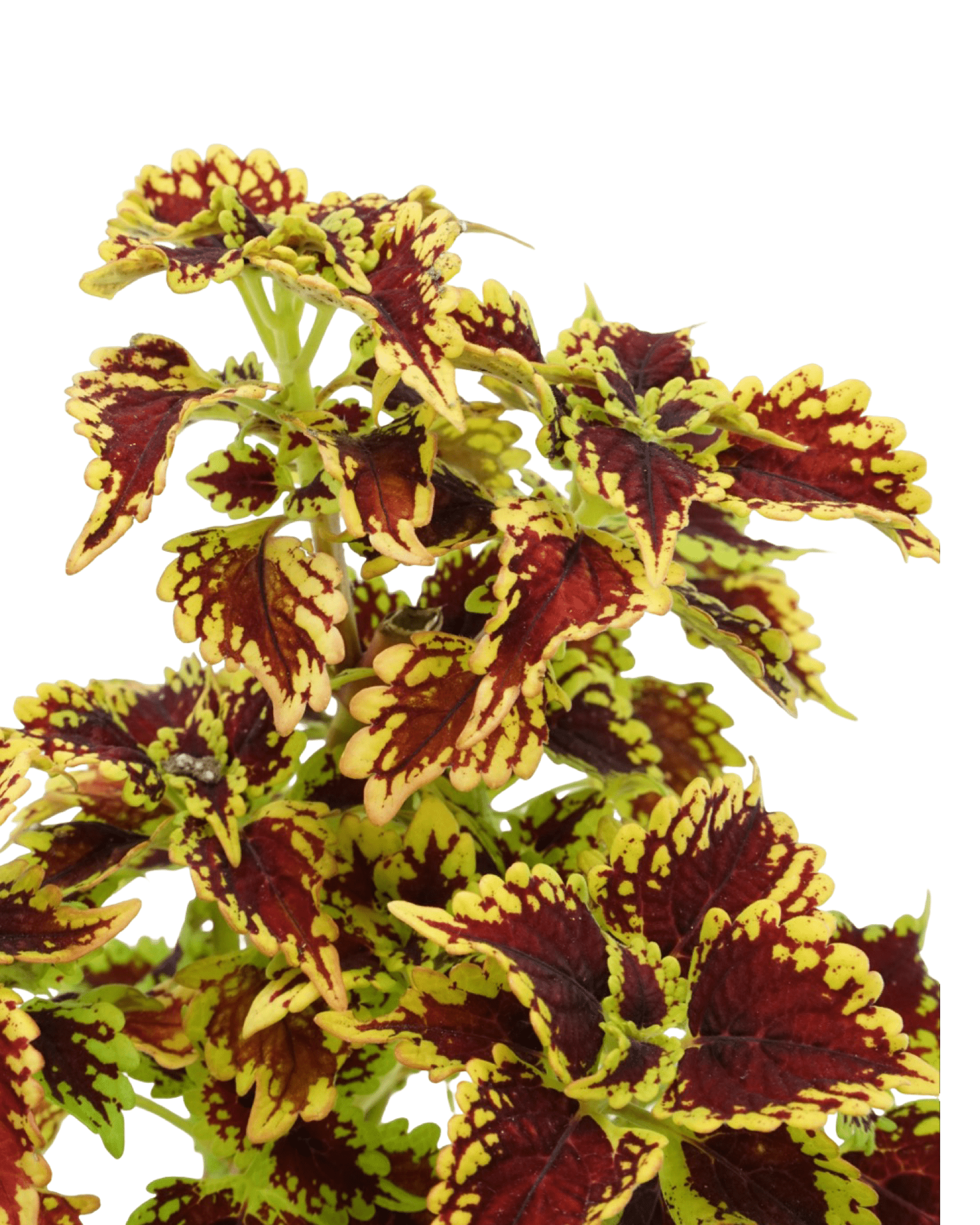 Coleus 'Oxford Street' 4 Inch - The Garden Corner
