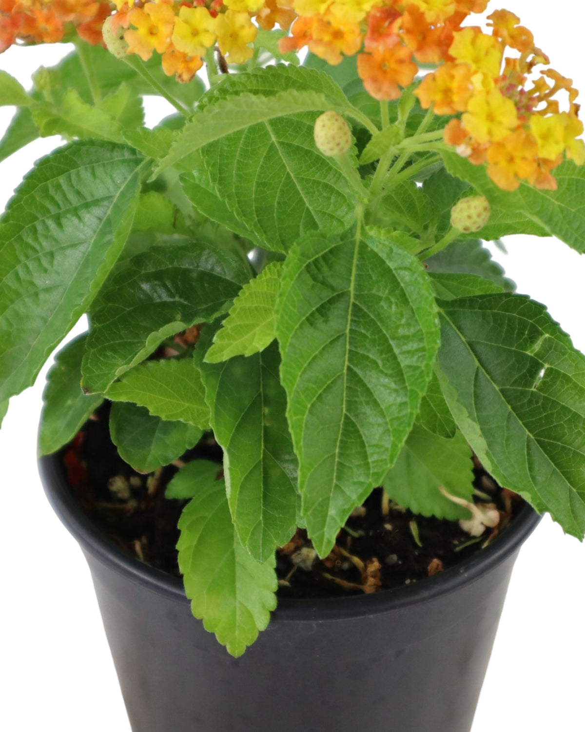 Lantana Bandolista™ 'Mango' - Annuals