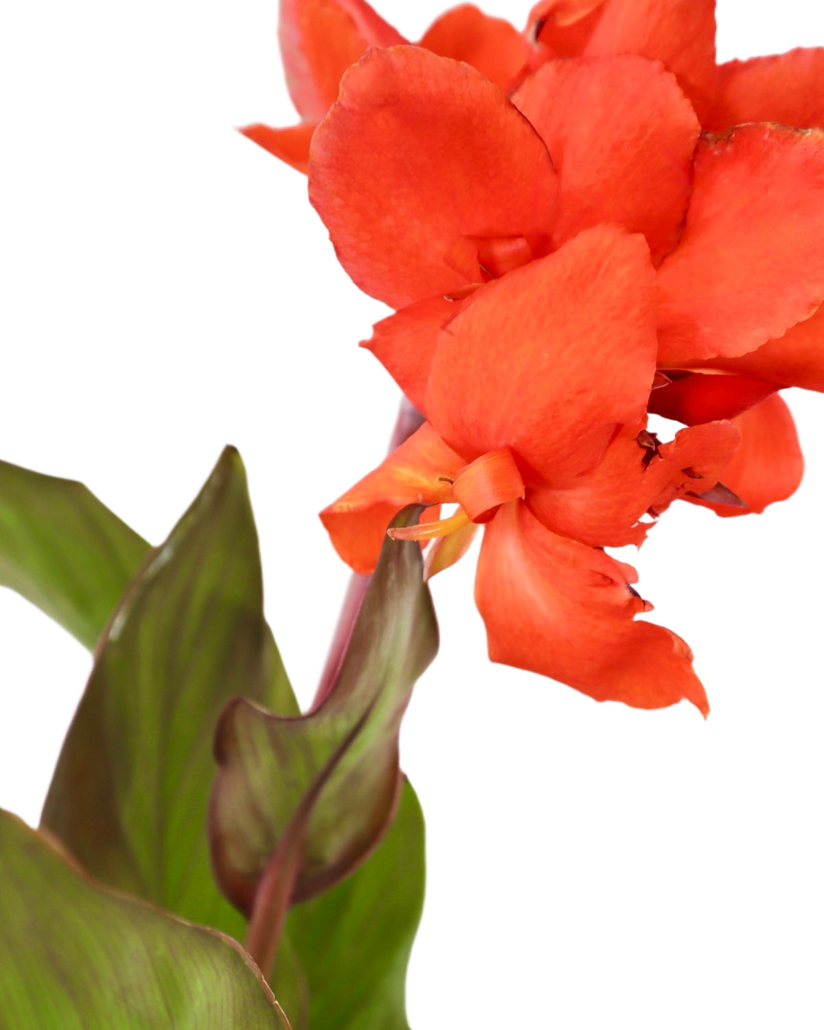 Canna Cannova® Orange - Perennials