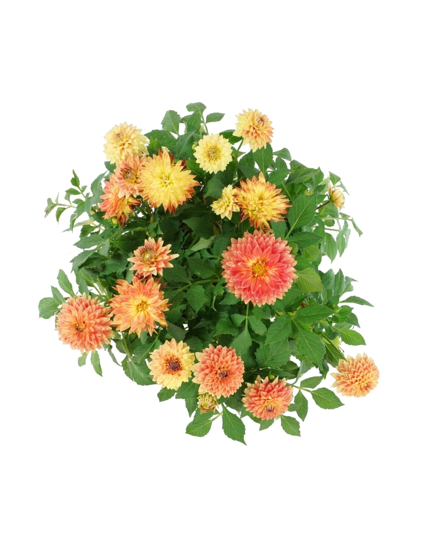 Dahlia LaBella® 'Maggiore Fun Flame' - The Garden Corner