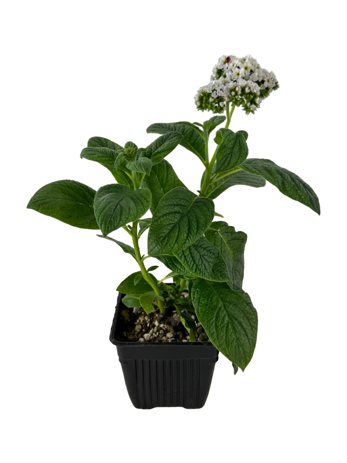 Heliotrope 'Marino White' - Annuals