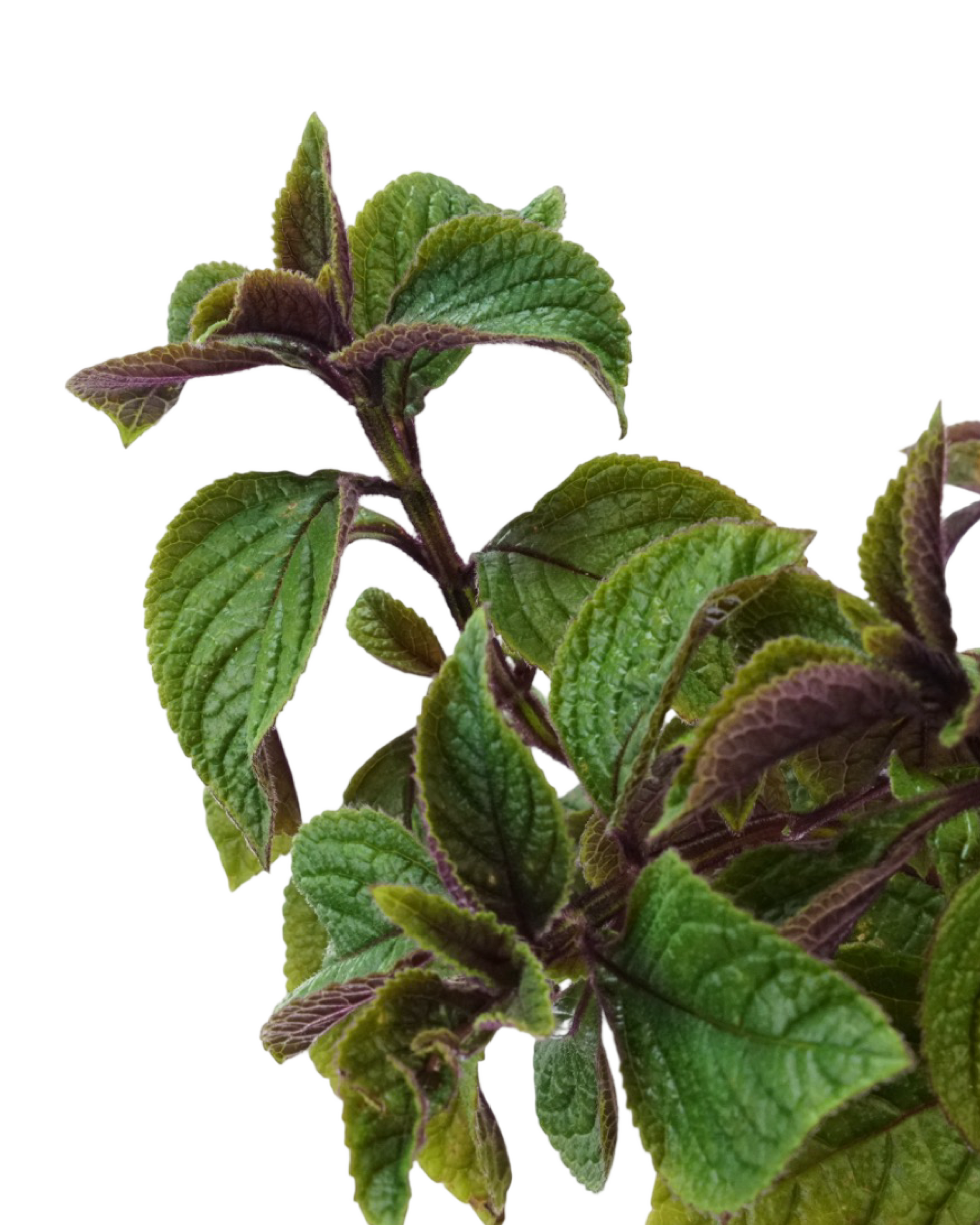 Plectranthus 'Nico' - Annuals