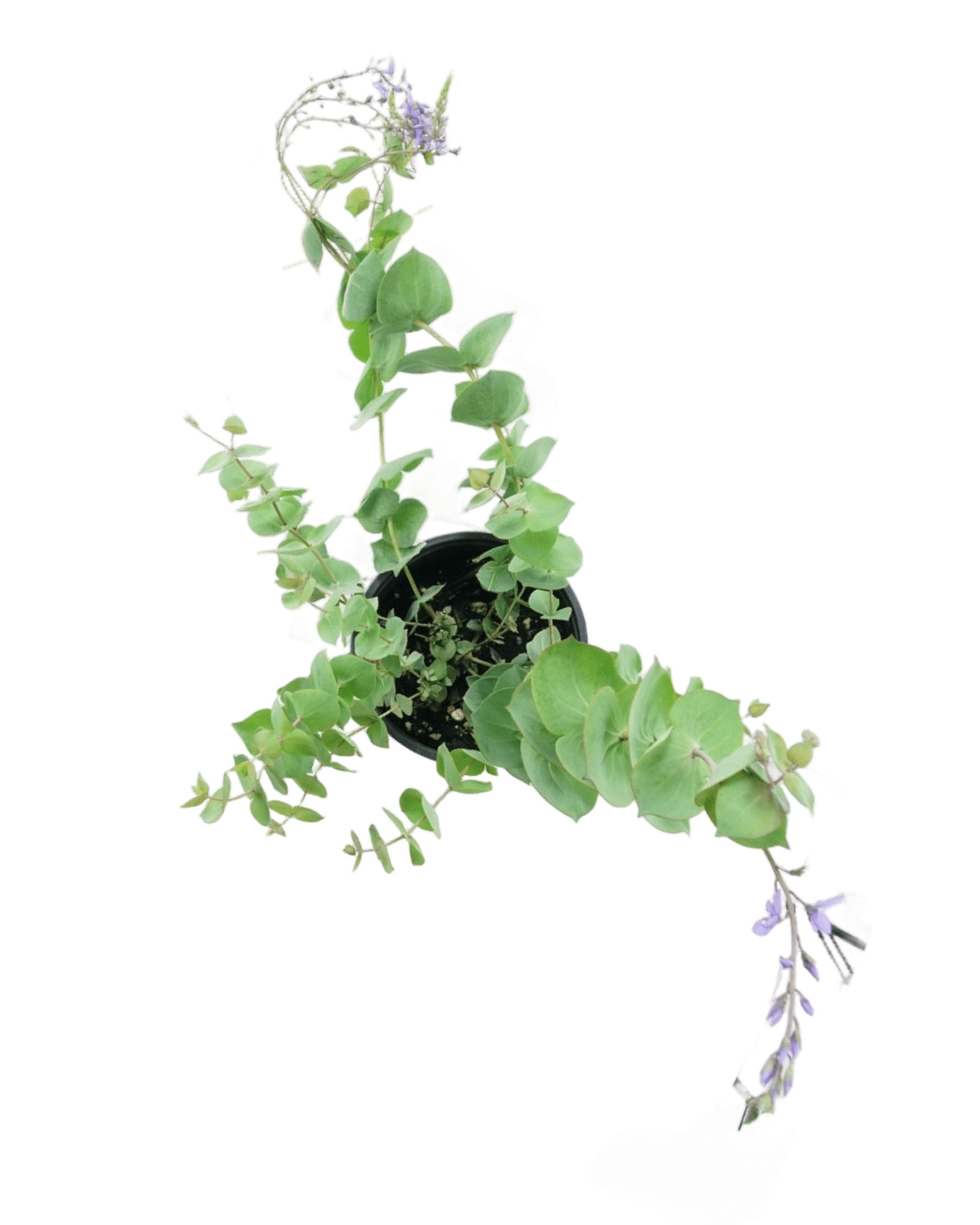 Parahebe perfoliata - The Garden Corner