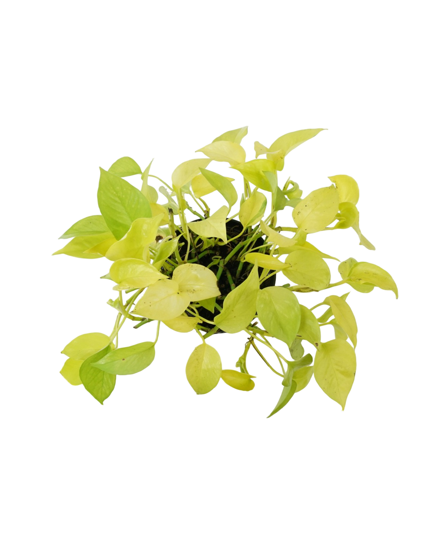 Epipremnum aureum 'Neon'
