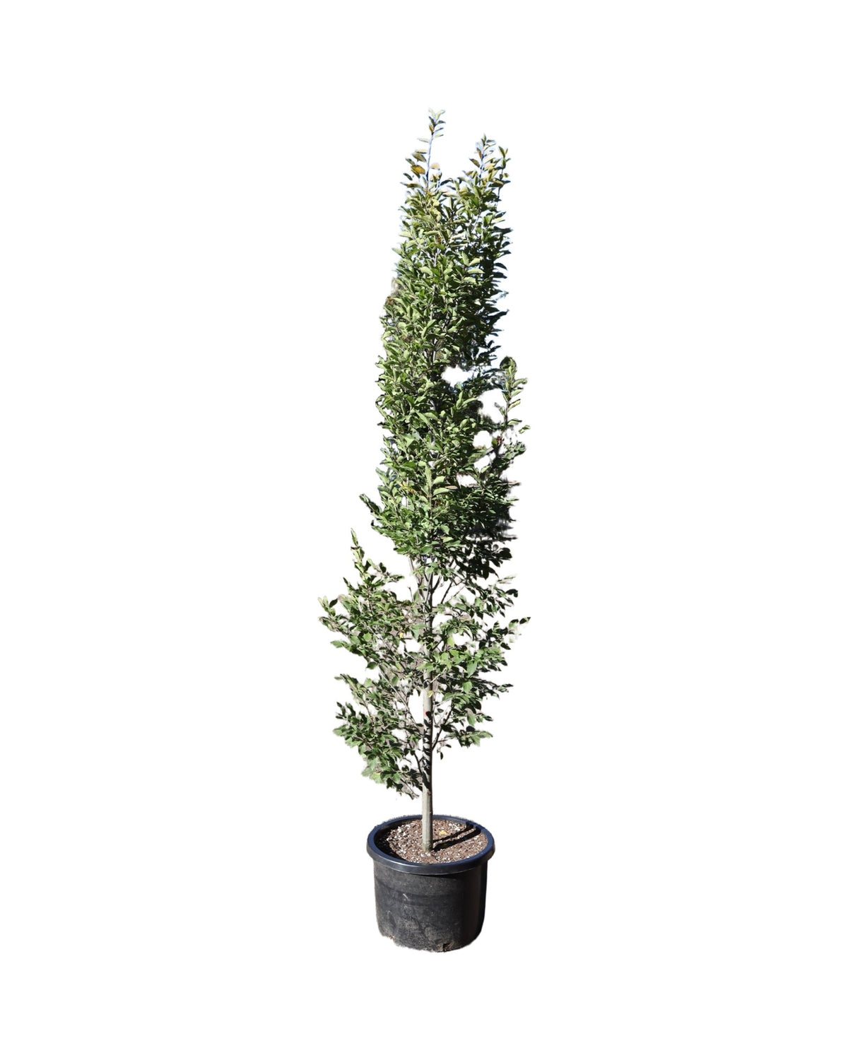Carpinus betulus 'Fastigiata' - Trees