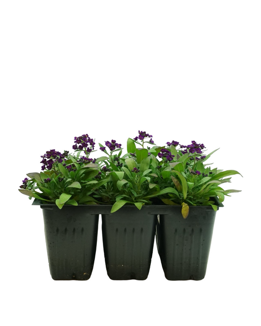 Alyssum 'Easter Bonnet Violet'