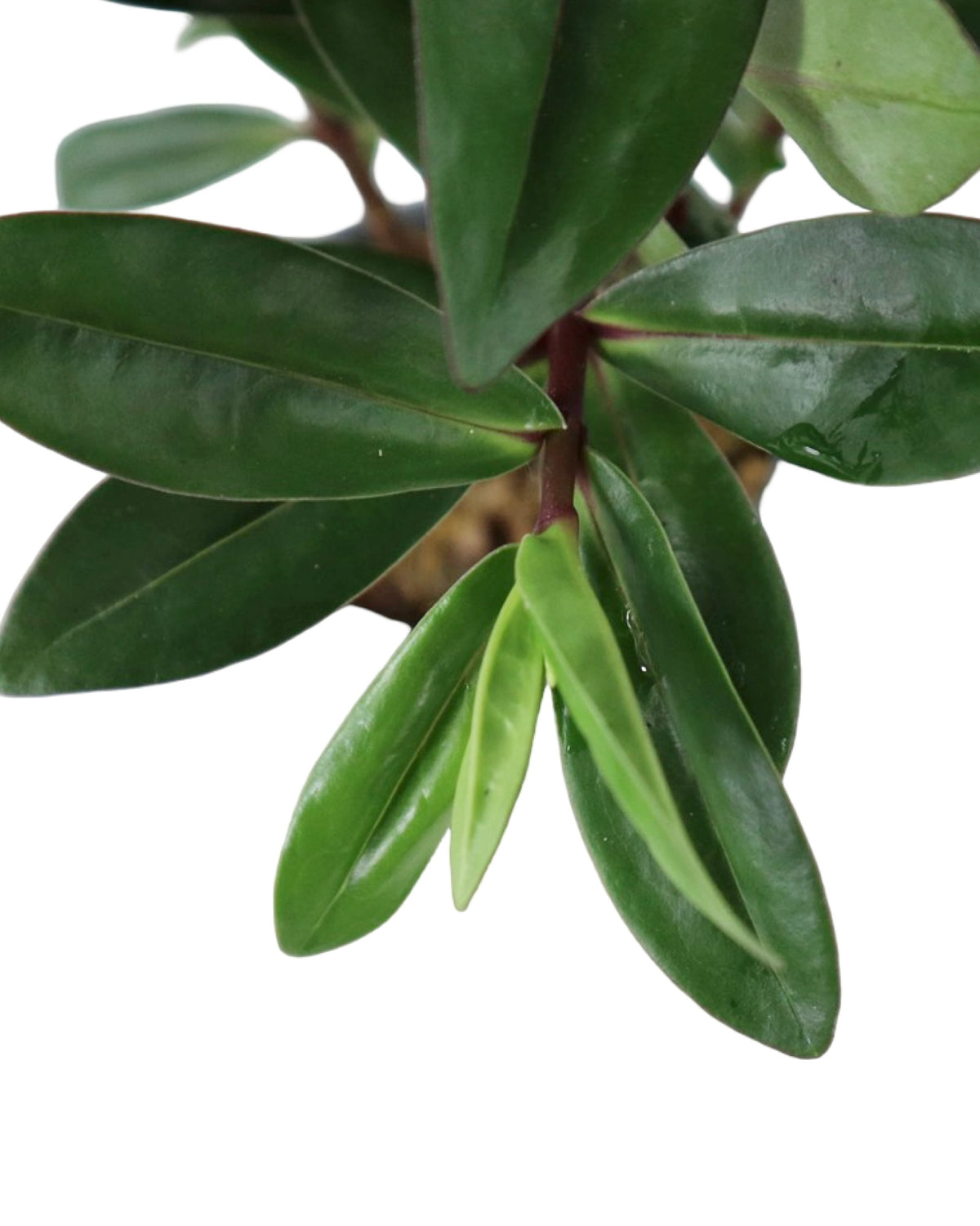 Hebe x hybrida Donna® 'Dark Purple' - Shrubs