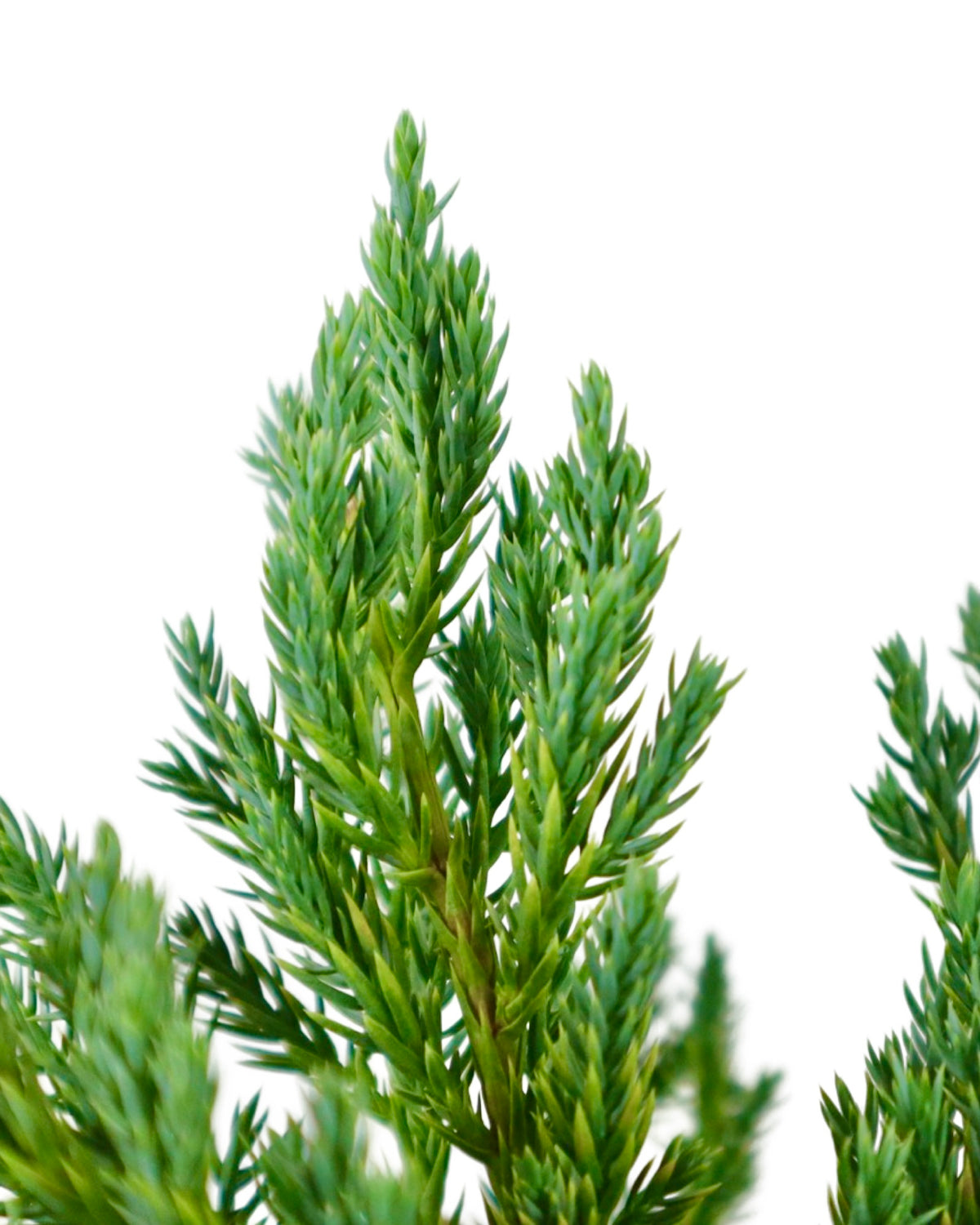 Juniperus squamata 'Blue Carpet' - Shrubs