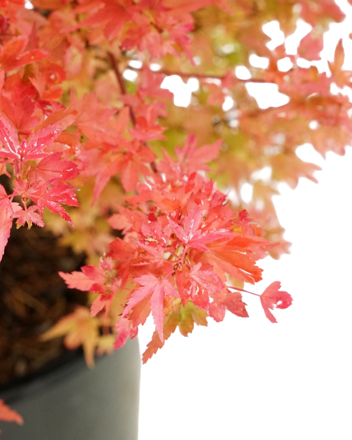 Acer palmatum 'Koto Maru'
