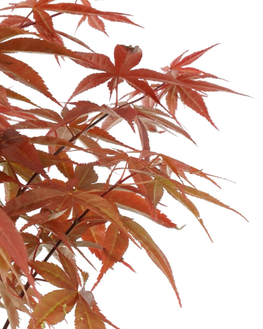 Acer palmatum 'Rhode Island Red'