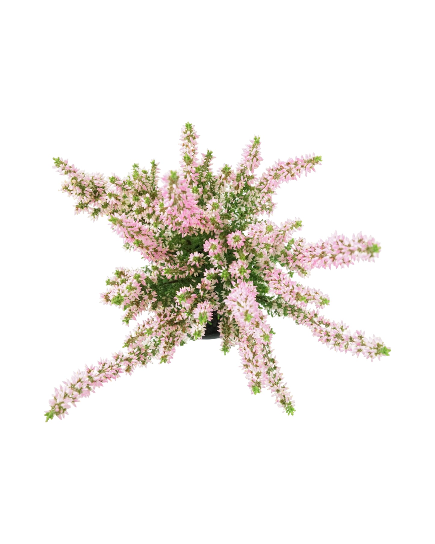 Calluna vulgaris 'Magda'