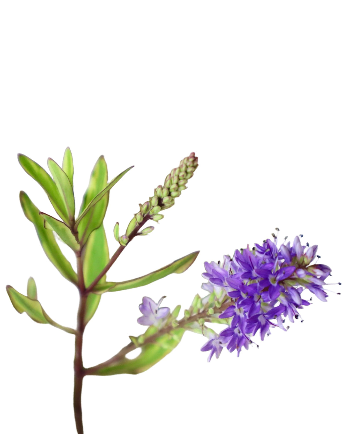 Hebe 'Purple Shamrock' - Shrubs