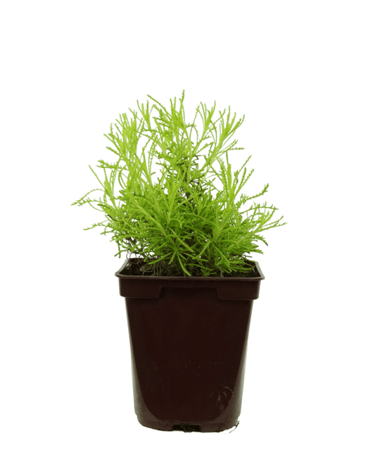 Santolina virens 'Lemon Fizz' - The Garden Corner
