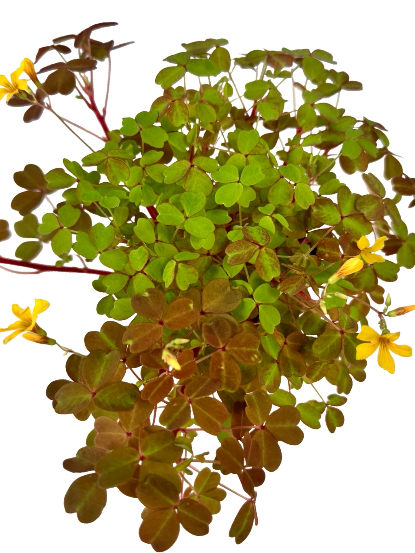 Oxalis 'Sunset Velvet' - Groundcovers