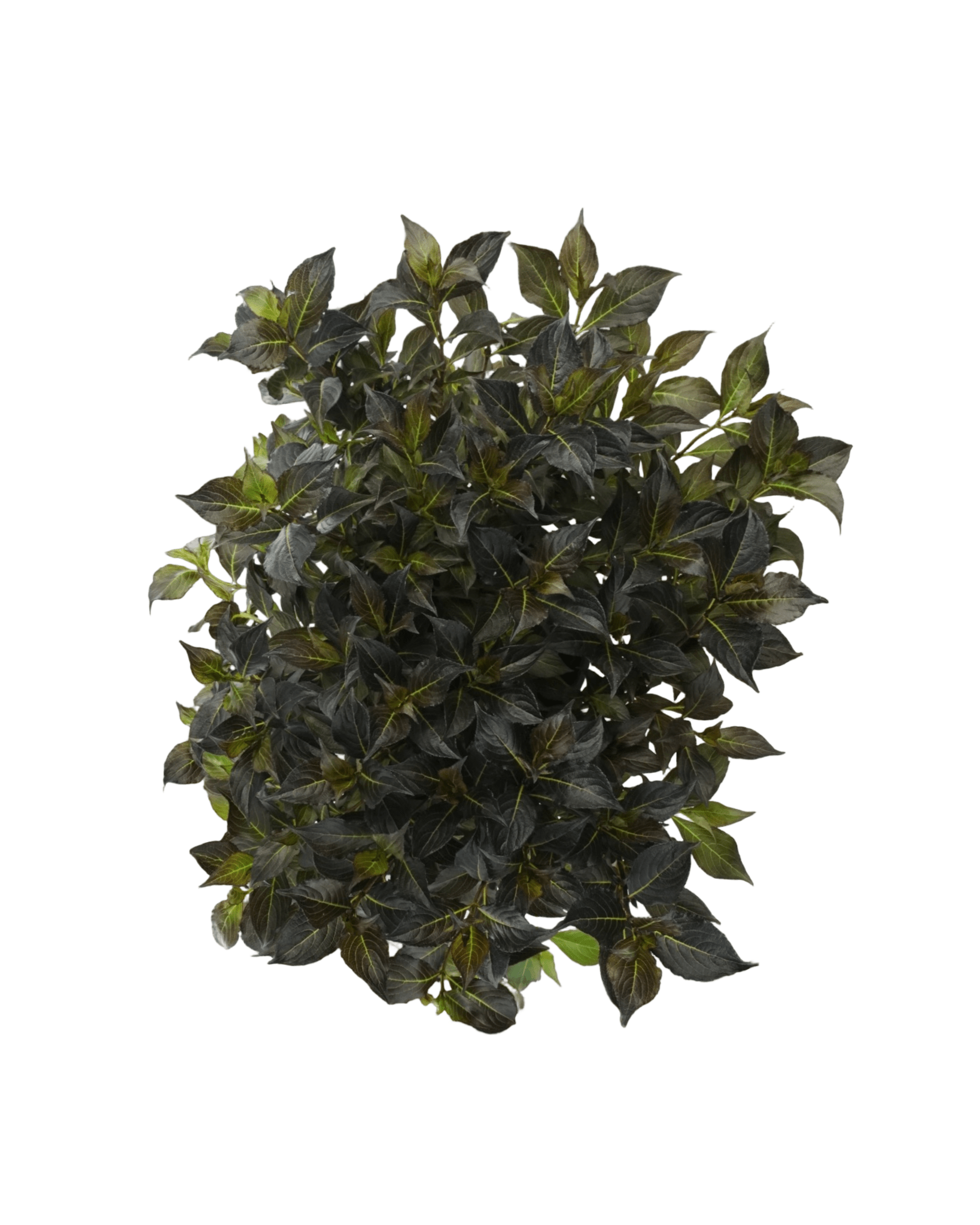 Weigela florida 'Dark Horse' - The Garden Corner