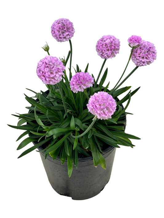 Armeria pseudarmeria 'Sweet Dreams' - Perennials