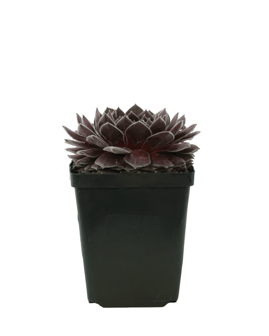 Sempervivum 'Pacific Spring Frost' - The Garden Corner
