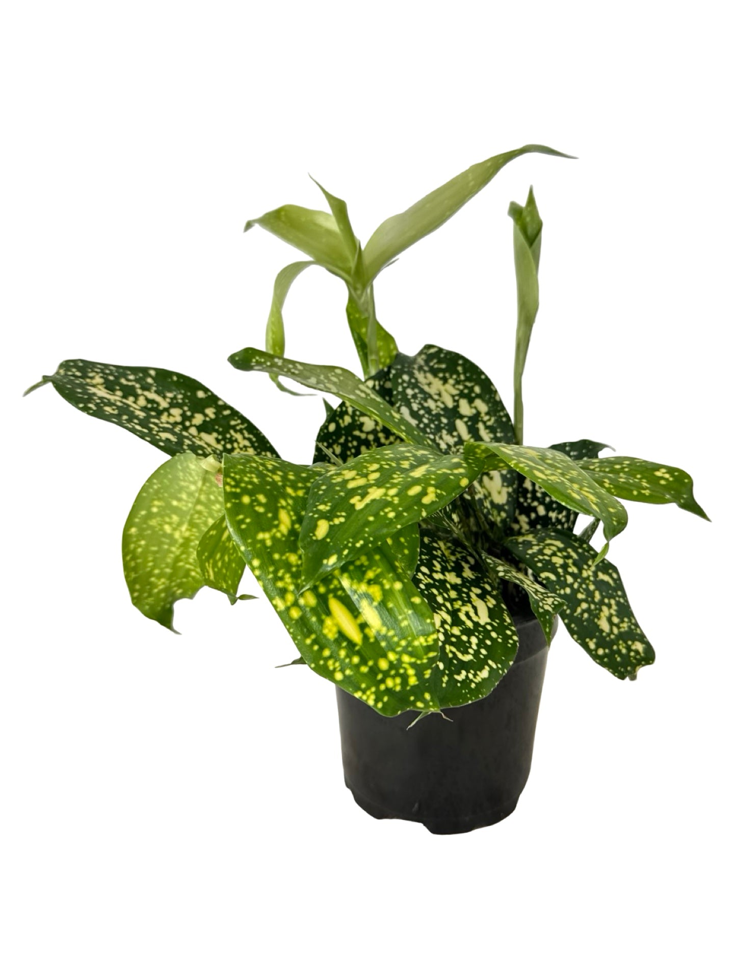 Dracaena surculosa 'Gold Dust' - House Plants