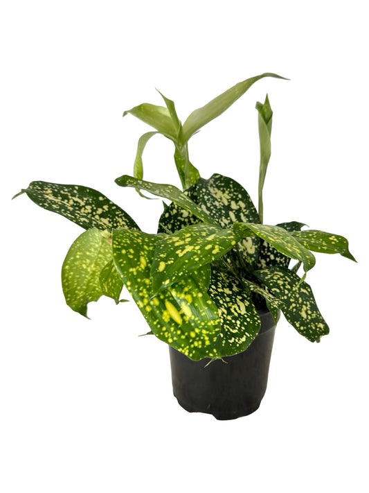 Dracaena surculosa 'Gold Dust' - House Plants