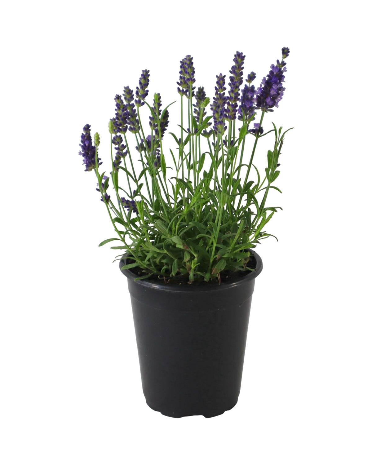 Lavandula angustifolia 'Blue Spear' - Herbs and Vegetables