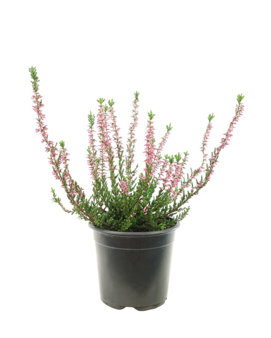 Calluna vulgaris 'Melina Lights'