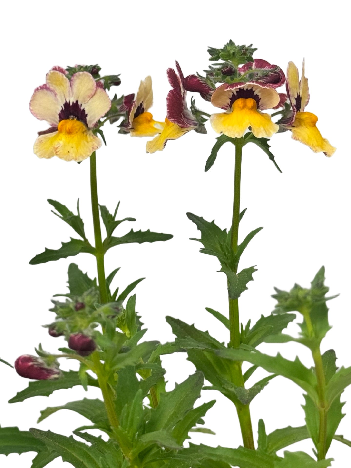 Nemesia nesia 'BananaBerry' - Annuals