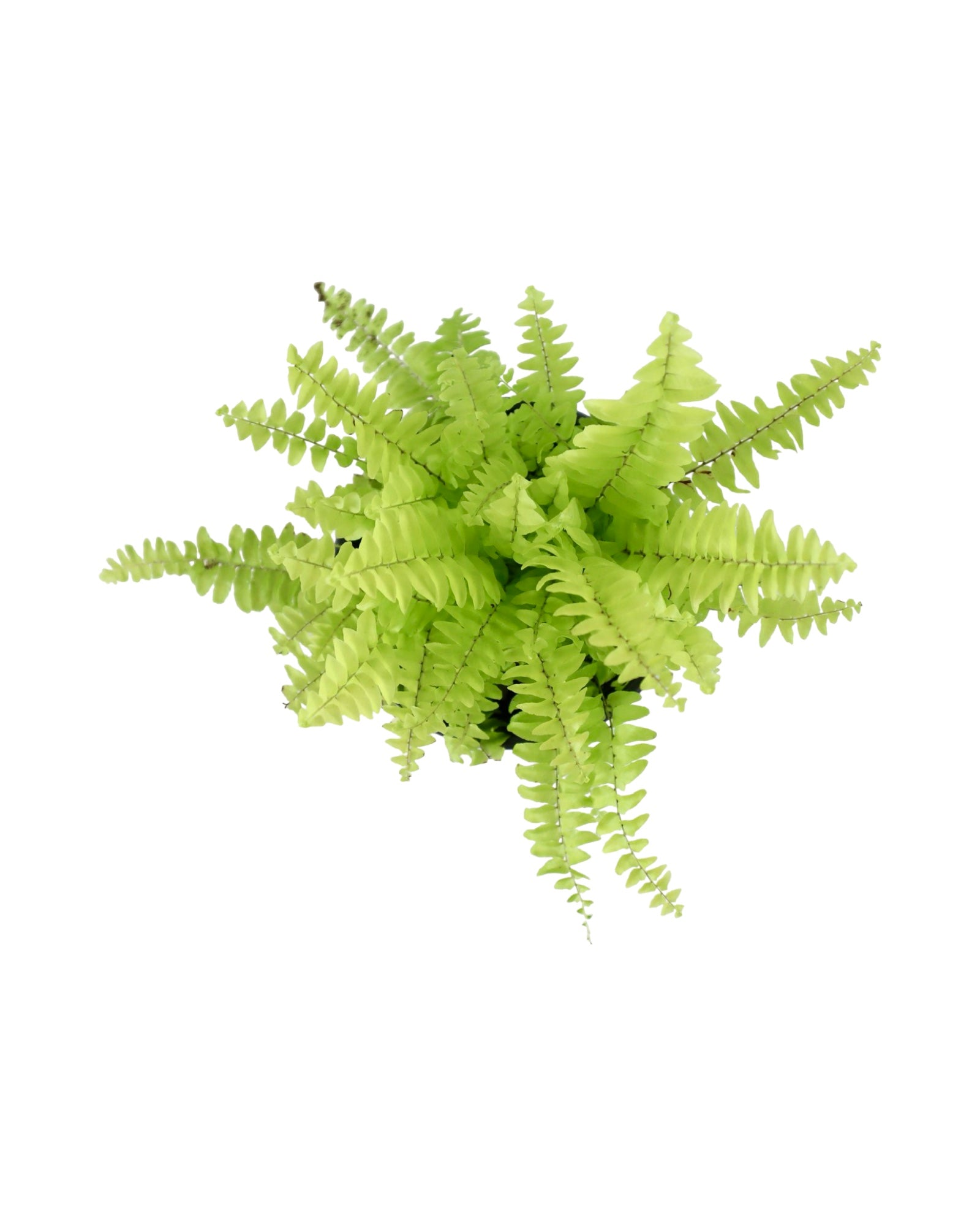 Nephrolepis exaltata 'Blue Bell' - House Plants