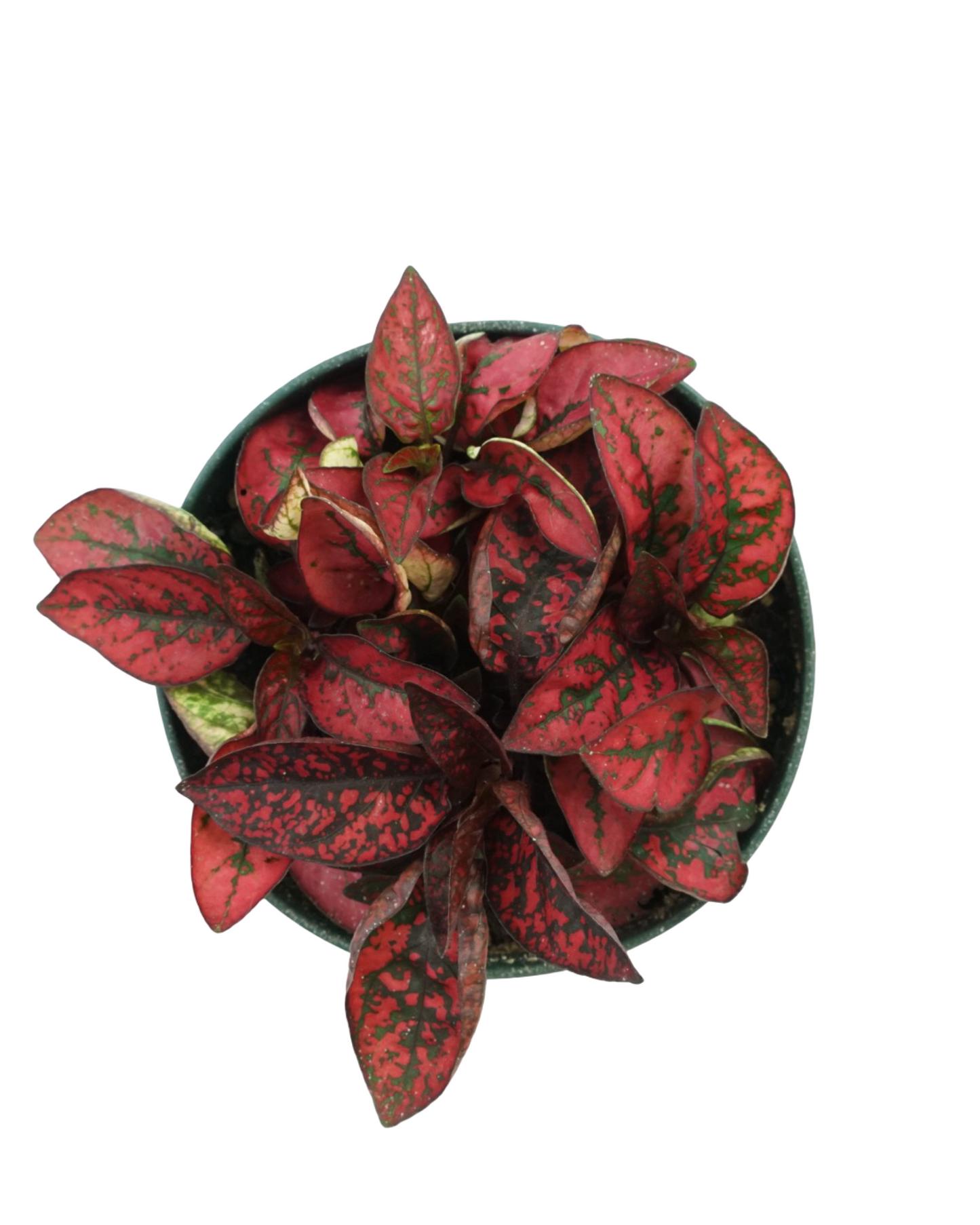 Hypoestes phyllostachya 'Red' - House Plants